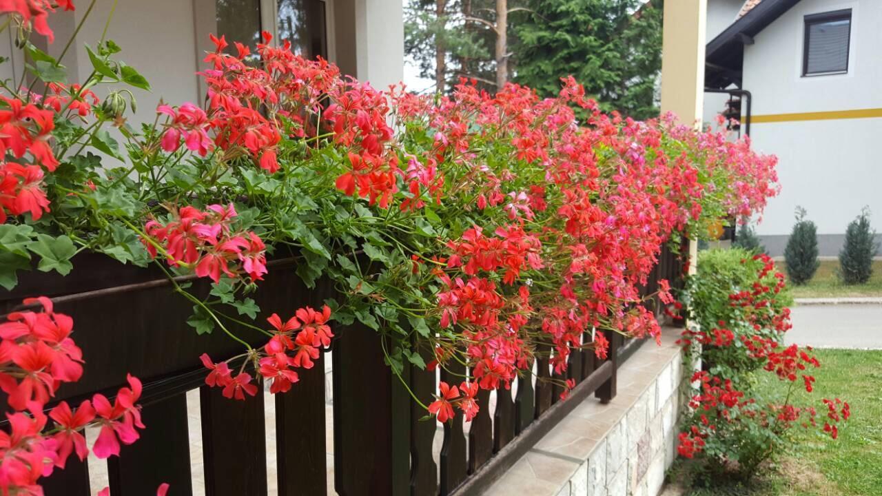 Guest House Vila Zunic Zlatibor Exterior photo